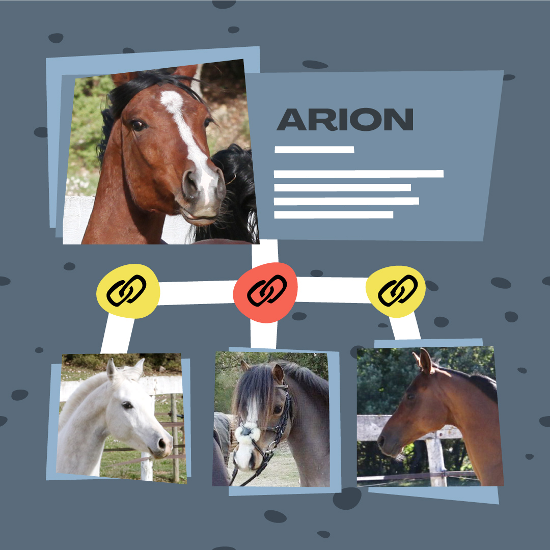 Illustration pour le catalogue de chevaux Sleipny.com